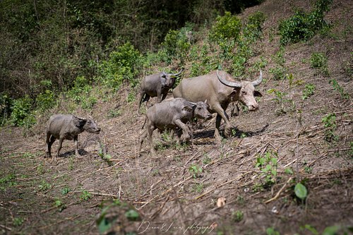 The elephants are cared for by the family of Mr. Athiwat Suthisupkun,