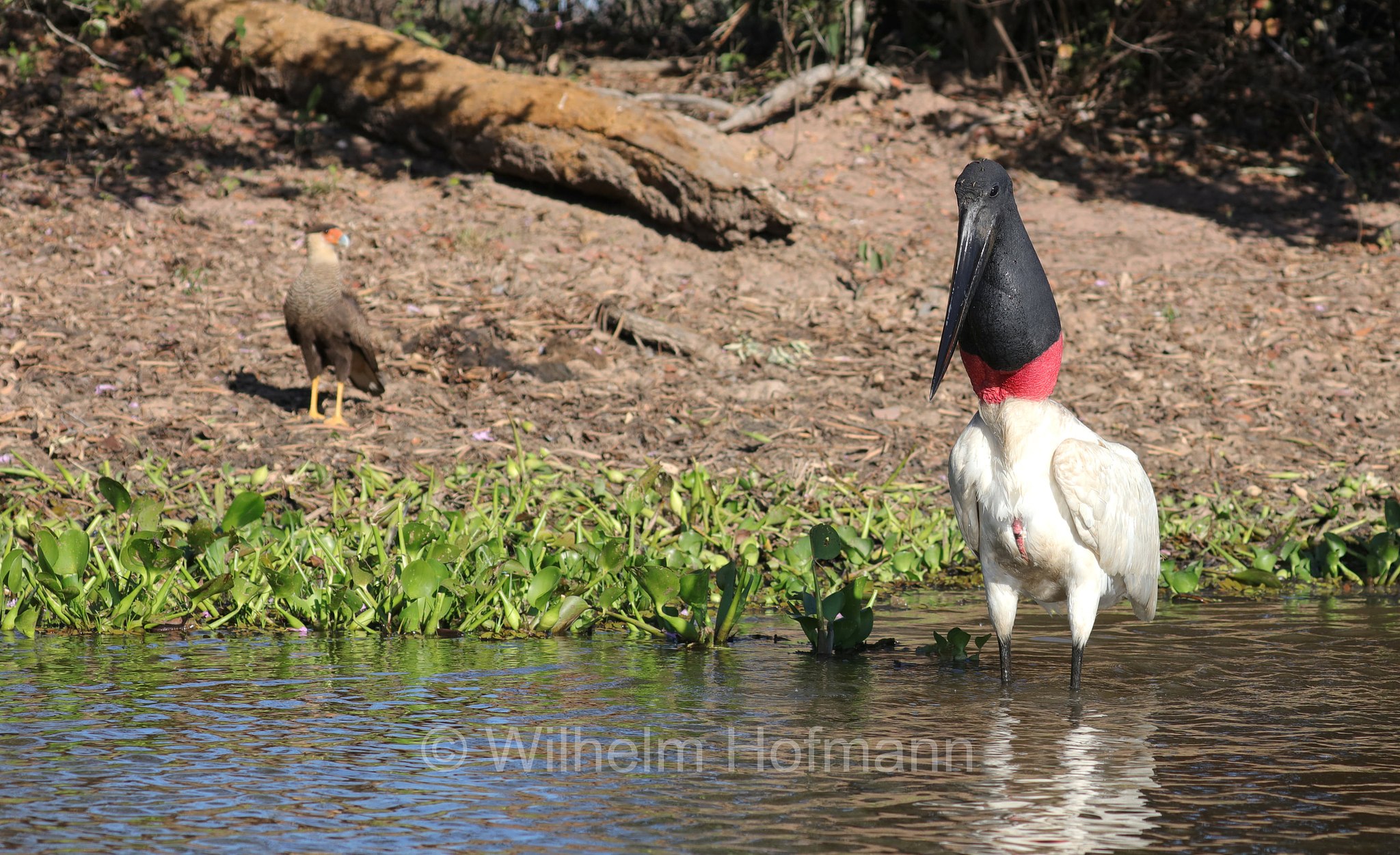 jabiru, jaburu, tuiuiú, tuim-de-papo vermelho, cauauá, Jabiru mycteria, Pantanal, Mato Grosso, Brazil, Brasil, Brasile, Brasilien, Rio Sararé