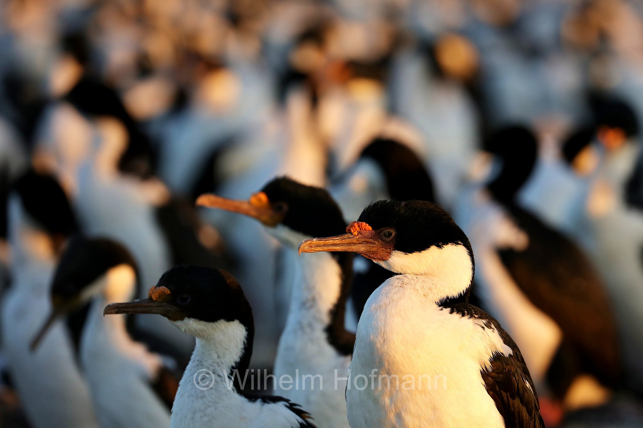 imperial shag, imperial cormorant, blue-eyed shag, blue-eyed cormorant, Blauaugenscharbe, Antarktischer Kormoran, cormorano imperiale, Leucocarbo atriceps, Bleaker Island, Isla María, Falkland Islands, Falklandinseln, Isole Falkland