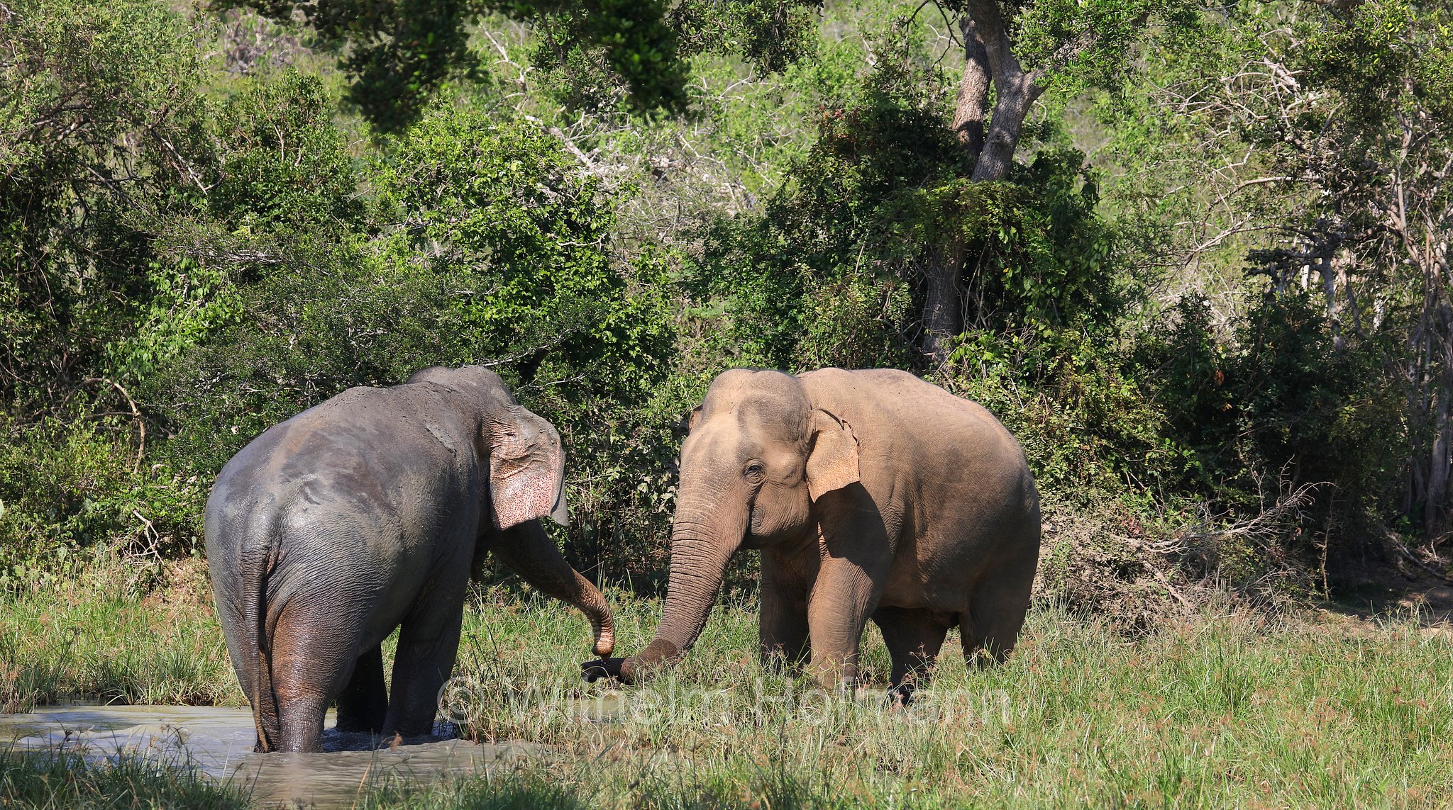 Sri Lankan elephant, Sri-Lanka-Elefant, Ceylon-Elefant, elefante dello Sri Lanka, Elephas maximus maximus, Sri Lanka, Bundala National Park, Bundala Nationalpark, Parco nazionale Bundala