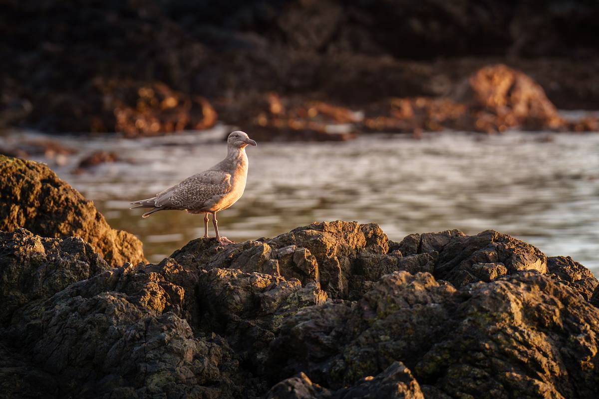 Seagull at the beach during sunset in Ucluelet, BC