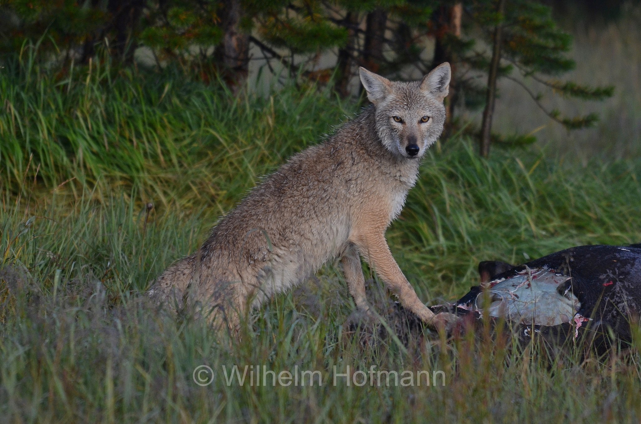 Canis latrans, coyote, American jackal, prairie wolf, brush wolf, Kojote, Präriewolf, Steppenwolf, coiote, lupo delle praterie, Solfatara Plateau, Yellowstone National Park, Yellowstone-Nationalpark﻿, parco nazionale di Yellowstone, Wyoming, USA