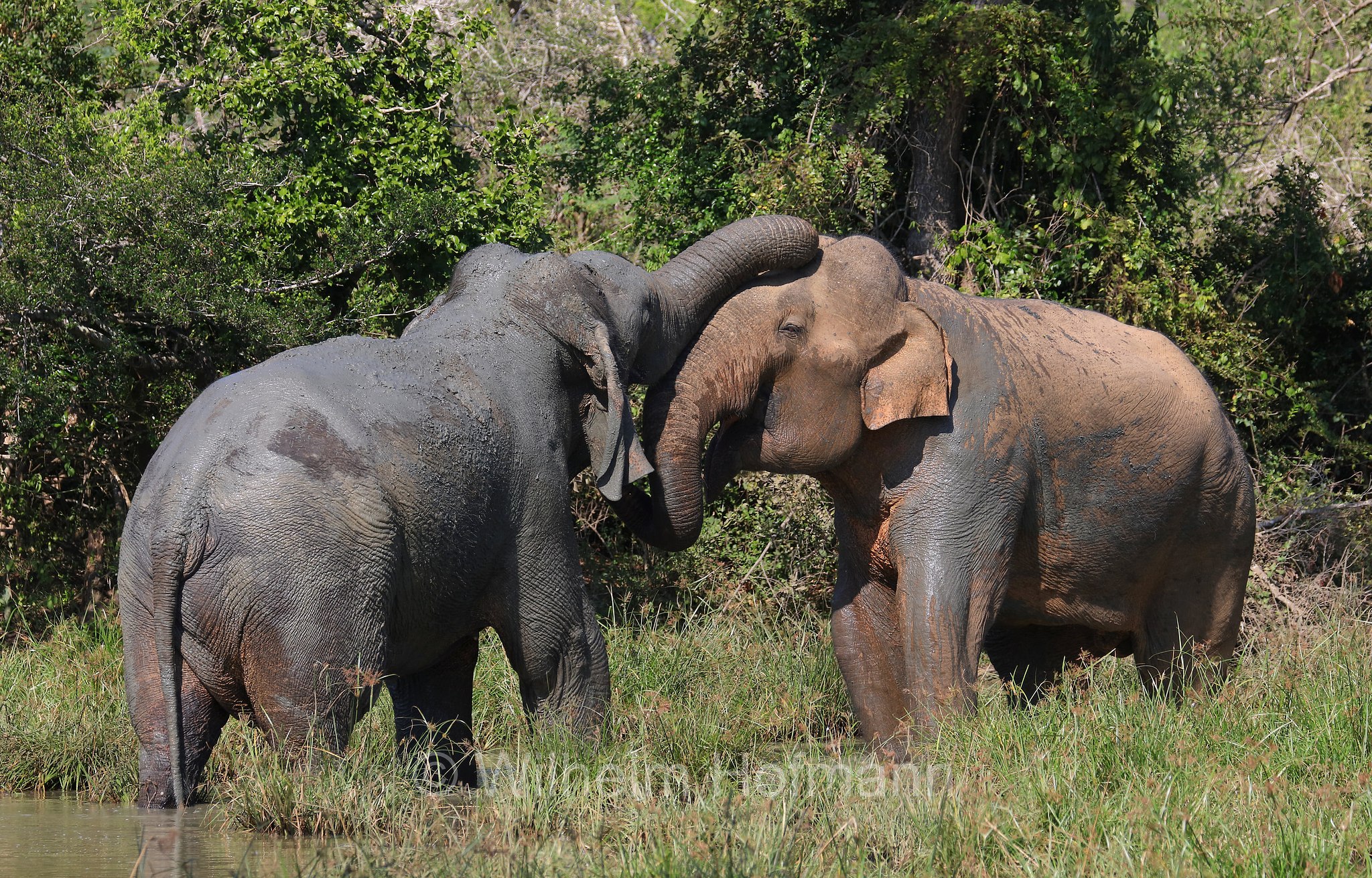 Sri Lankan elephant, Sri-Lanka-Elefant, Ceylon-Elefant, elefante dello Sri Lanka, Elephas maximus maximus, Sri Lanka, Bundala National Park, Bundala Nationalpark, Parco nazionale Bundala
