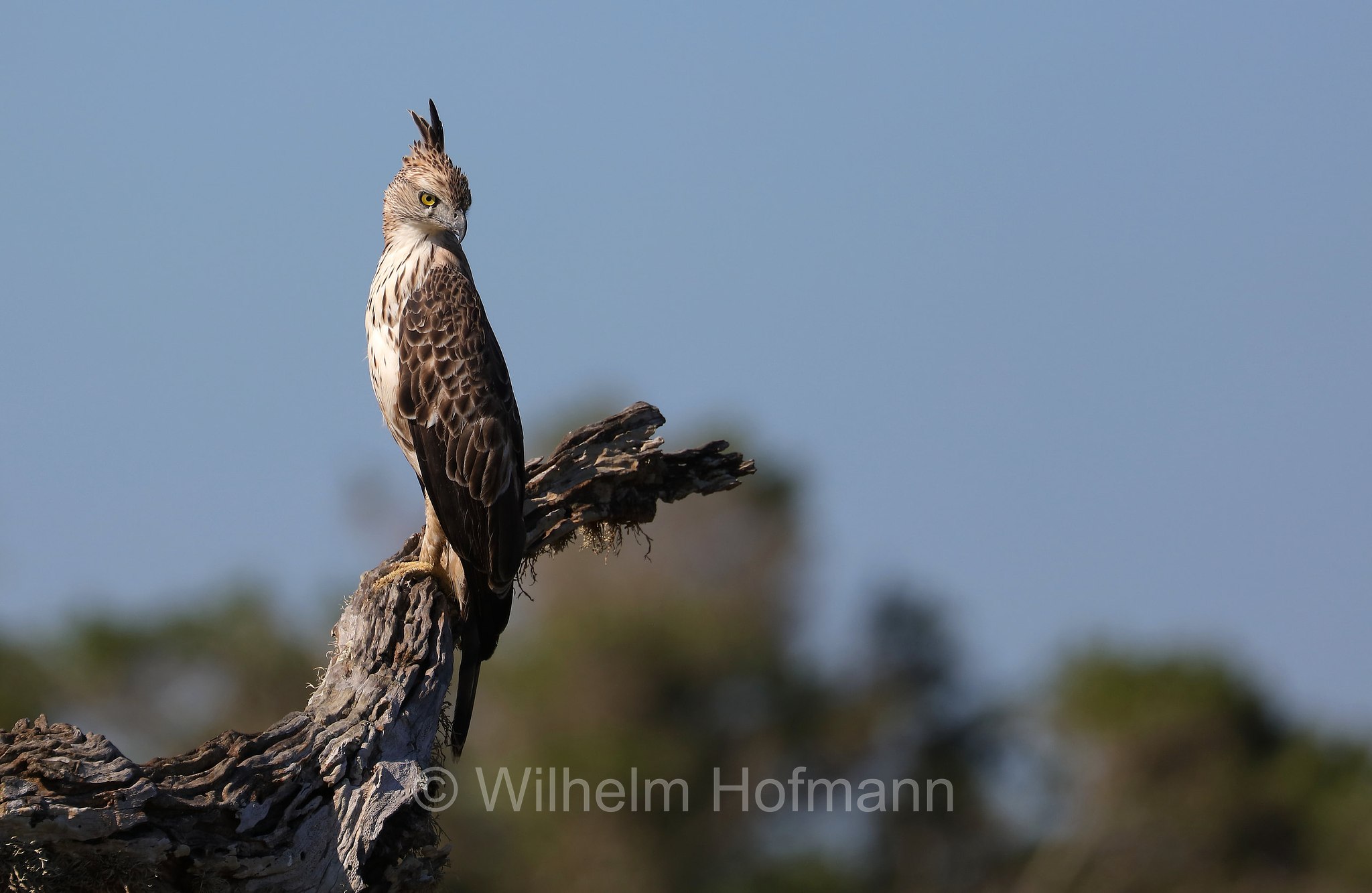 changeable hawk-eagle, crested hawk-eagle, marsh hawk-eagle, Indian crested hawk-eagle, Haubenadler, aquila dal ciuffo variabile, Nisaetus cirrhatus, Sri Lanka, Yala National Park, Yala Nationalpark, Parco nazionale di Yala