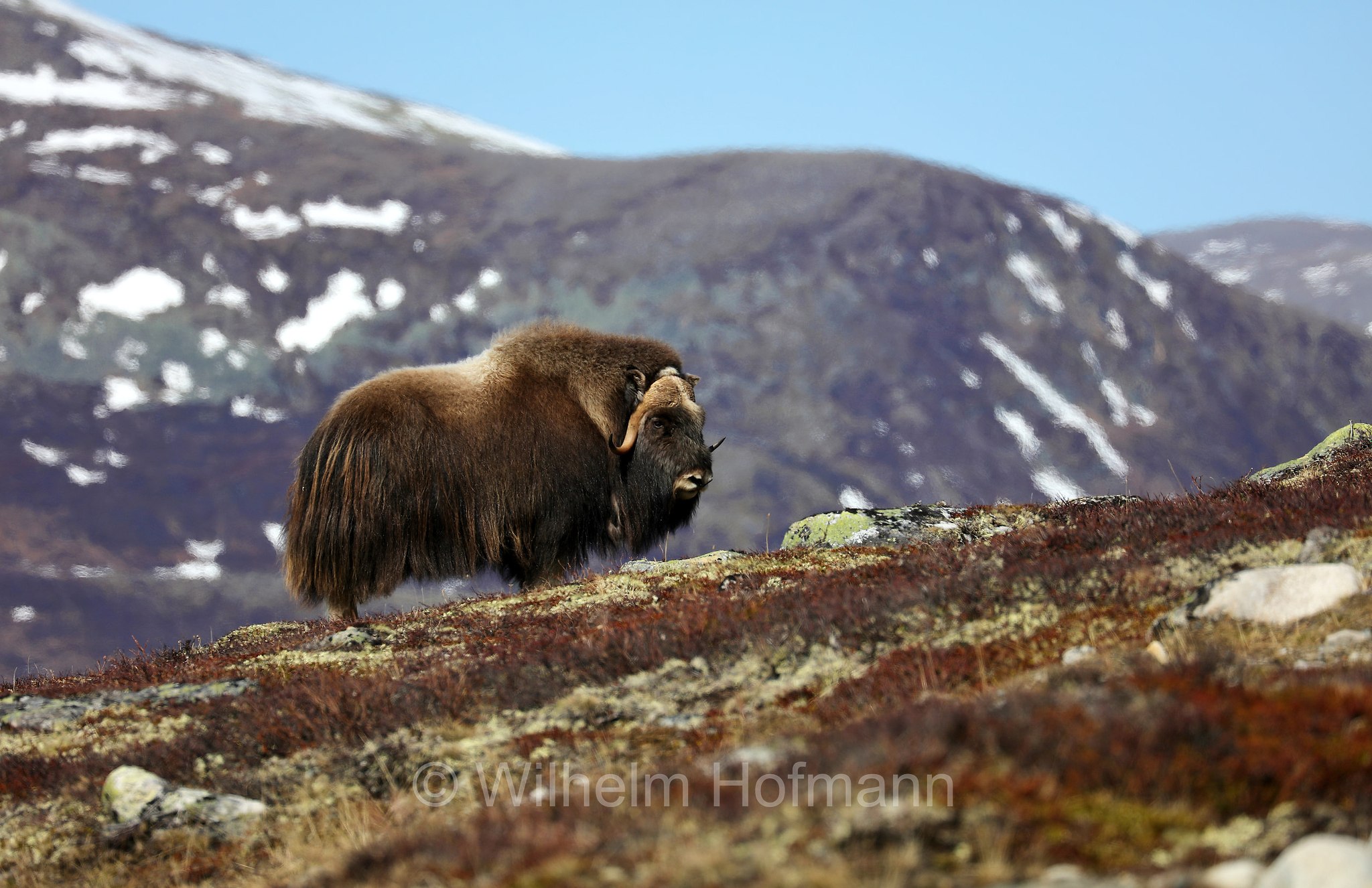 Ovibos moschatus, muskox, Moschusochse, Bisamochse, Schafsochse, bue muschiato, Dovrefjell–Sunndalsfjella National Park, Dovrefjell-Sunndalsfjella-Nationalpark, parco nazionale Dovrefjell-Sunndalsfjella, Norway, Norwegen, Norvegia