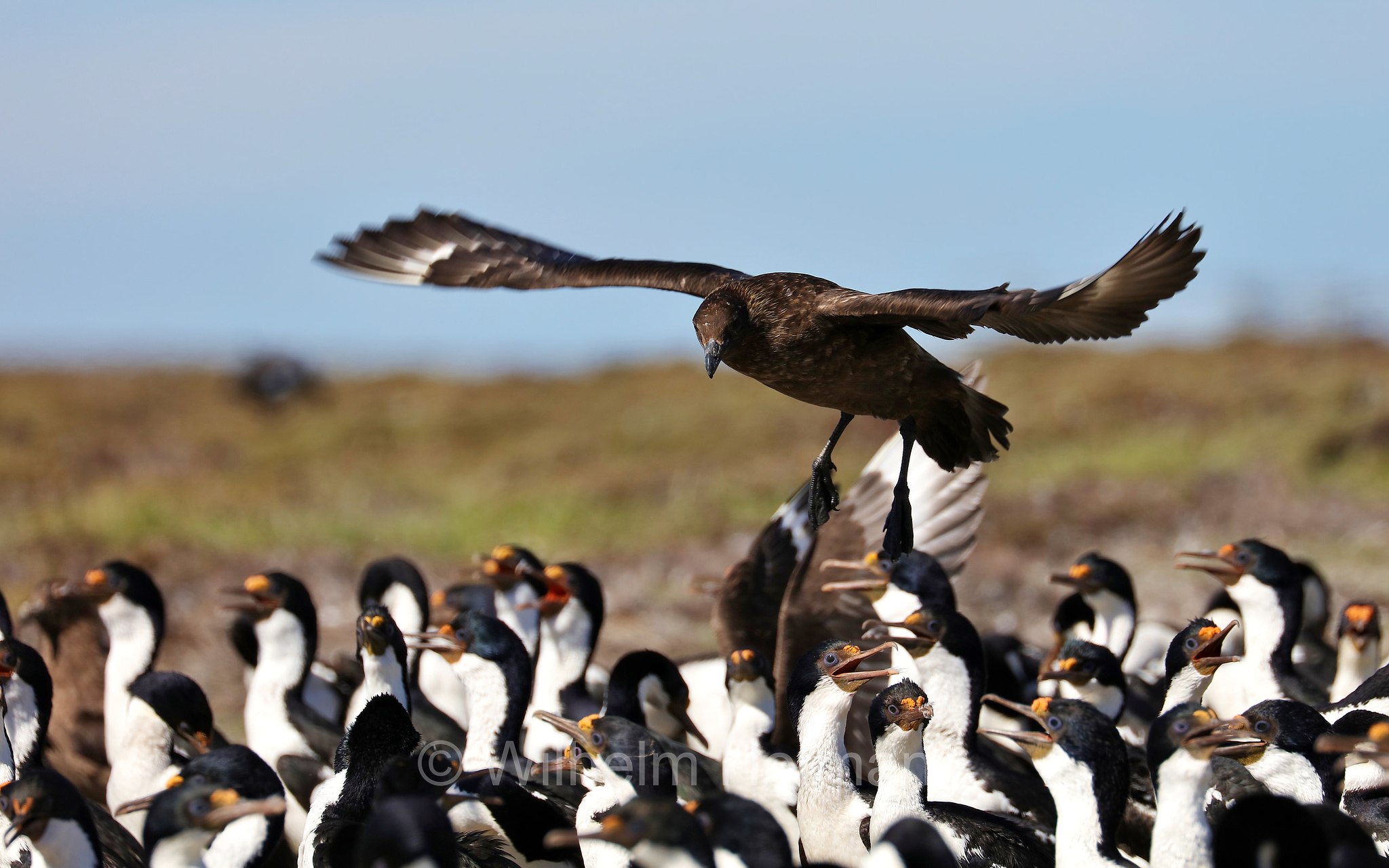 brown skua, Antarctic skua, Subantarctic skua, southern great skua, southern skua, hākoakoa, Subantarktikskua, Brauner Skua, Braunskua, stercorario antartico, Bleaker Island, Isla María, Falkland Islands, Falklandinseln, Isole Falkland