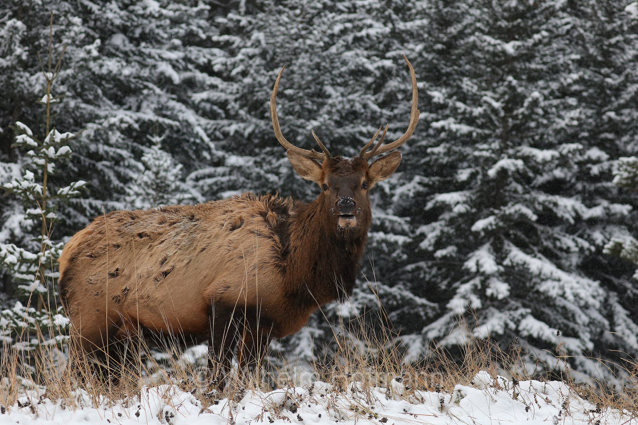Cervus canadensis, wapiti, Wapiti, Wapiti-Hirsch, vapiti, Lake Minnewanka Scenic Drive, Banff National Park, Banff-Nationalpark, Parco nazionale Banff, Alberta, Canada, Kanada