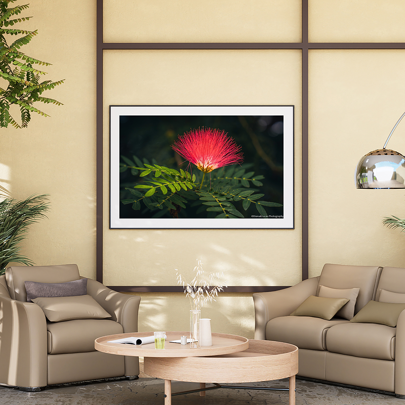 THE ONE - WILDLIFE & NATURE - "Powder Puff" - LIMITED EDITION 4 of 5