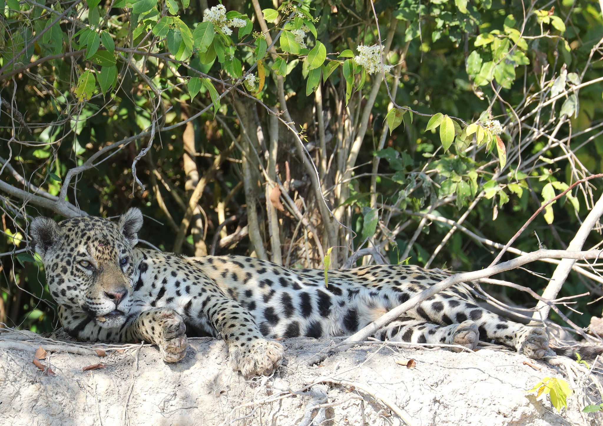 Jaguar, ﻿giaguaro, Panthera onca, Parque Estadual Encontro das Águas, Pantanal, Mato Grosso, Brazil, Brasil, Brasile, Brasilien