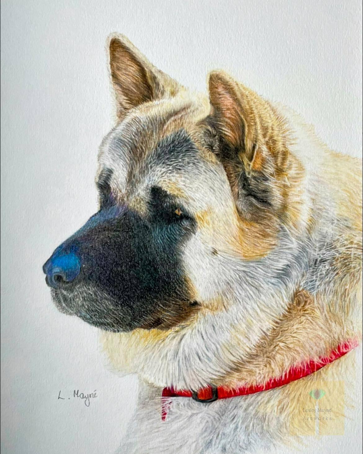 american akita pet portrait, coloured pencil.