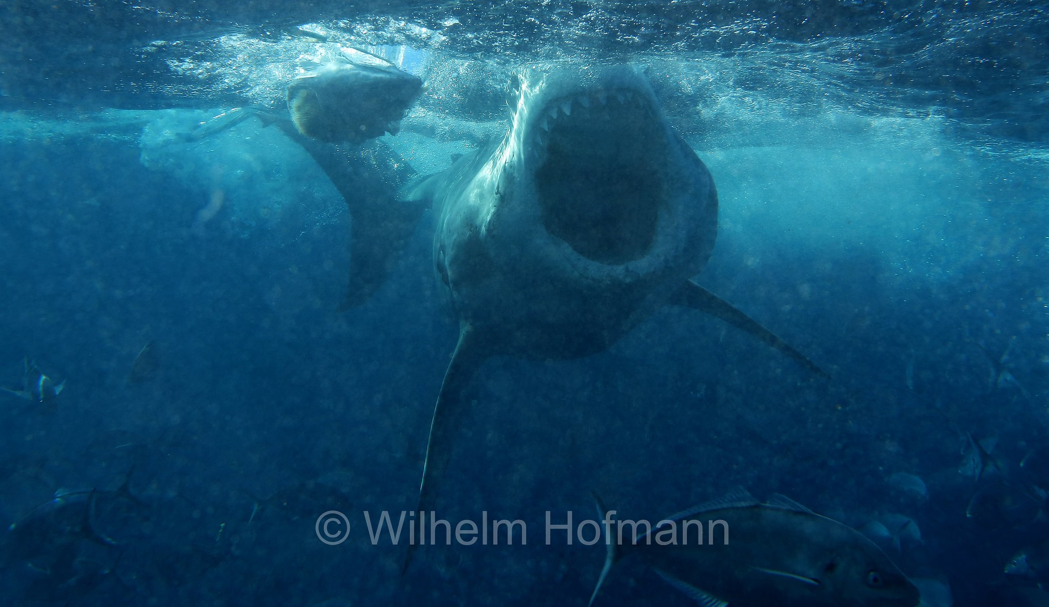 great white shark, great white, white shark, white pointer, Weißer Hai, Weißhai, Menschenhai, grande squalo bianco, carcarodonte, squalo bianco, Carcharodon carcharias, Neptune Islands, South Australia, Südaustralien, Australia Meridionale, Australia, Australien
