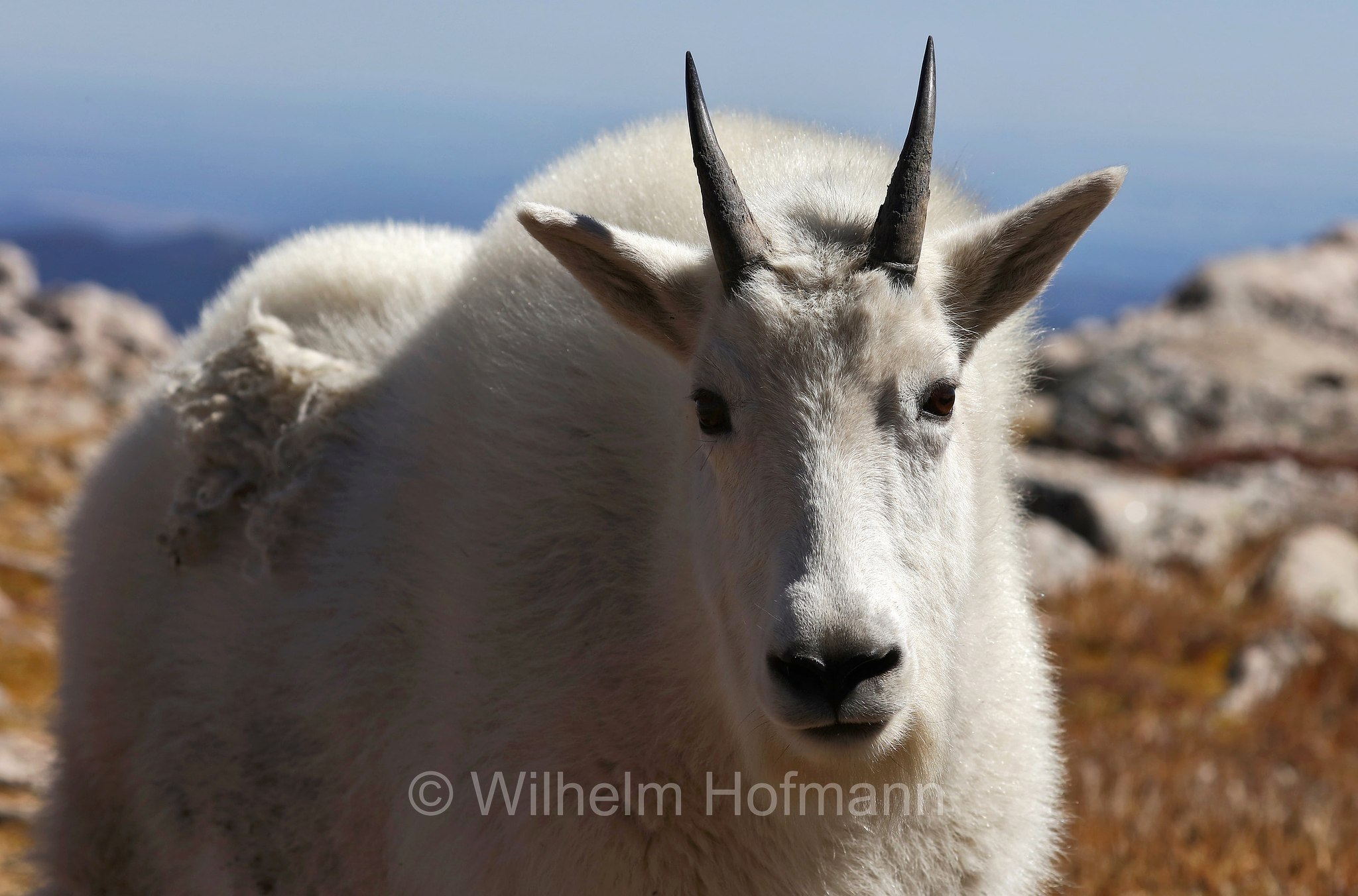 Oreamnos americanus, mountain goat, Rocky Mountain goat, Schneeziege, Bergziege, capra delle nevi, aplocero, Mount Blue Sky, Colorado, USA