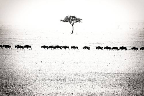 Gnous en Tanzanie