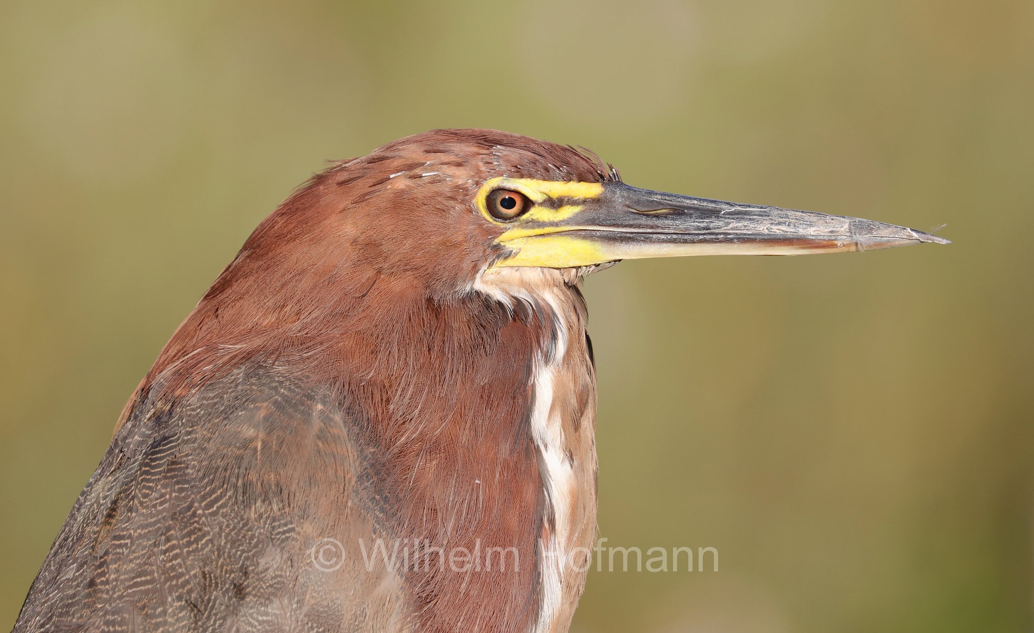 rufescent tiger heron, Marmorreiher, airone tigrato rossiccio, Tigrisoma lineatum, Pantanal, Mato Grosso, Brazil, Brasil, Brasile, Brasilien