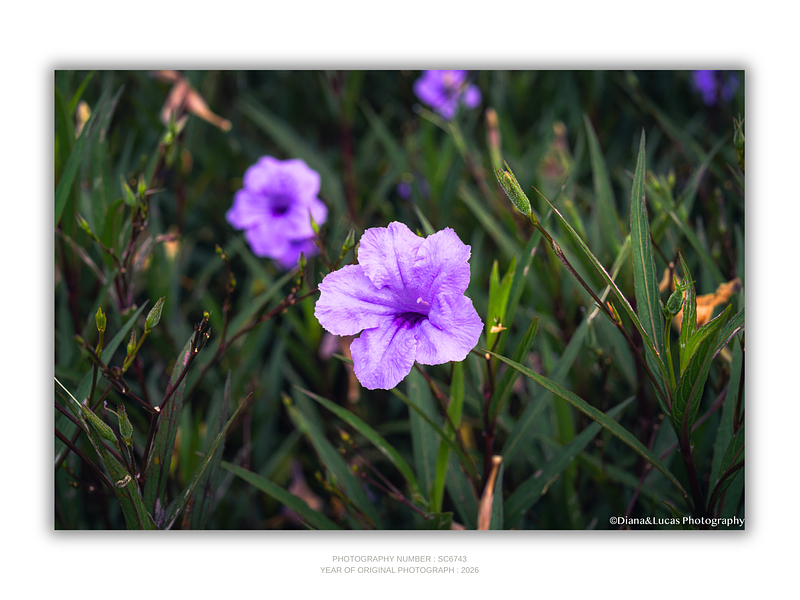 THE ONE - WILDLIFE & NATURE - "Amethyst Bloom" - LIMITED EDITION 5 of 5