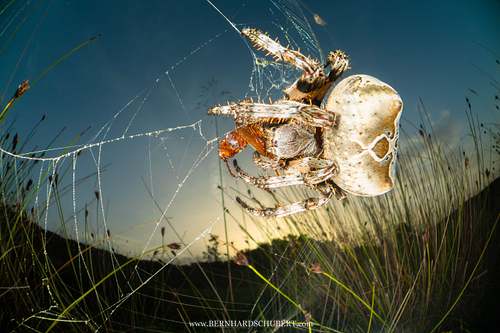 Araneus grossus - Riesenkreuzspinne