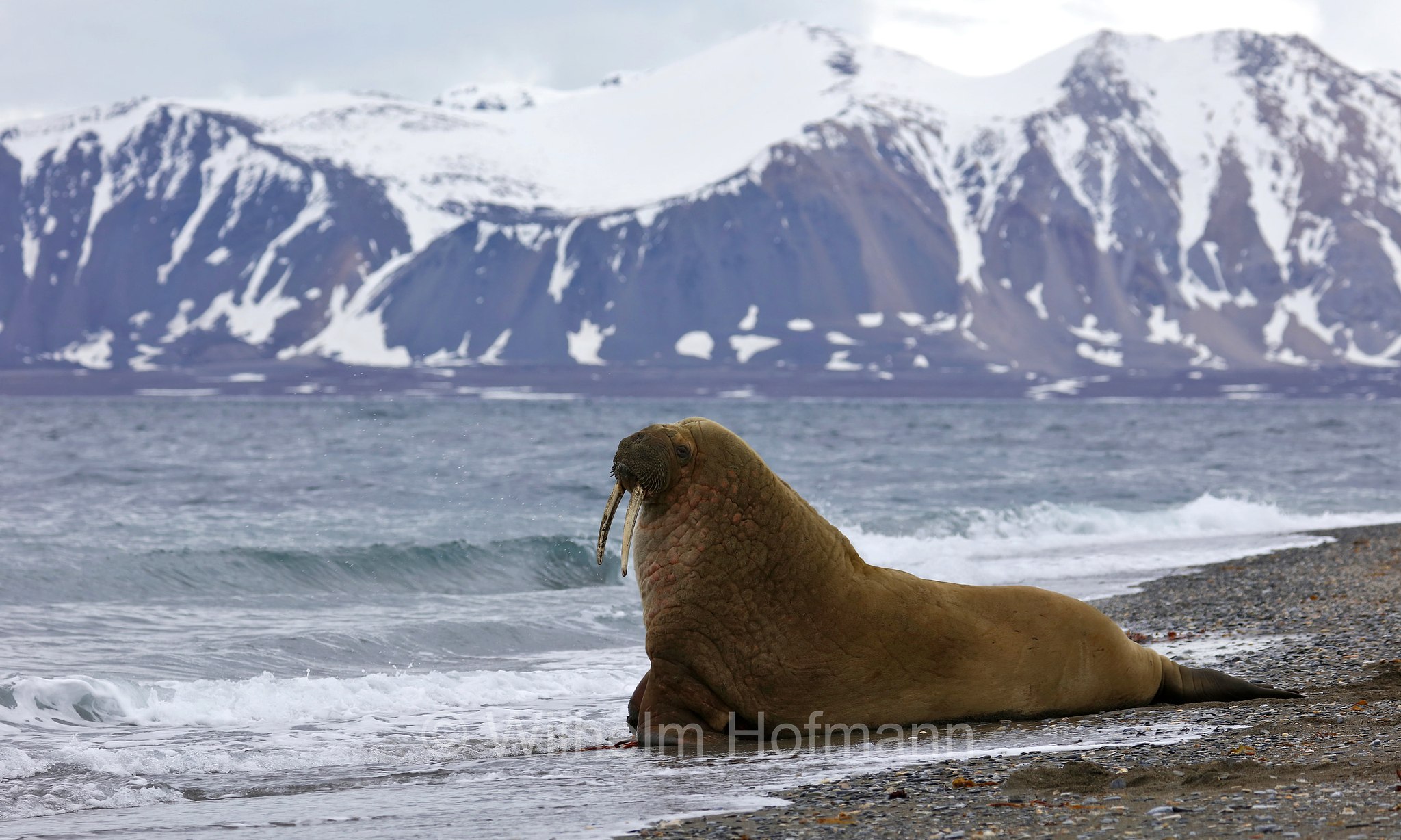 Odobenus rosmarus rosmarus, Atlantic walrus, Atlantisches Walross, tricheco dell'Atlantico, Forlandet National Park, Forlandet-Nationalpark, parco nazionale Forlandet, Prins Karls Forland, Prinz-Karl-Vorland, Svalbard, Spitzbergen, Norway, Norwegen, Norvegia