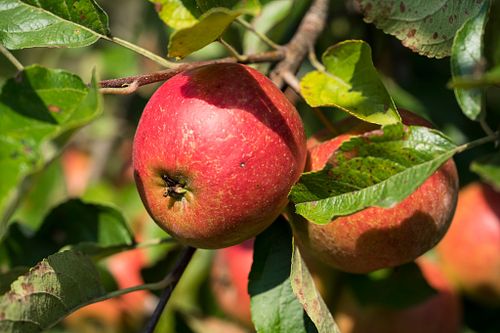 Gem&uuml;se & Obst