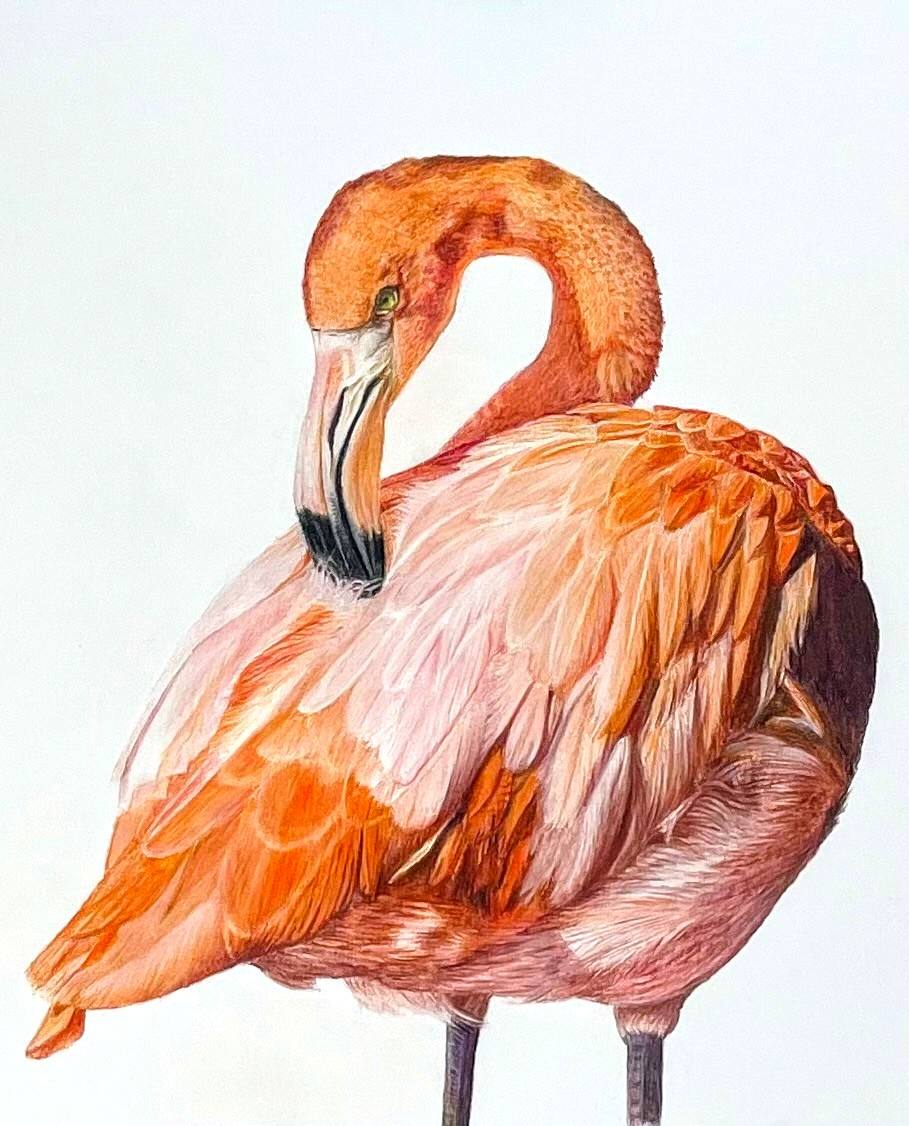 Do You Mind? Flamingo coloured pencil fine art drawing. Flamingo is primping and preening herself whilst looking straight at the viewer on a white background