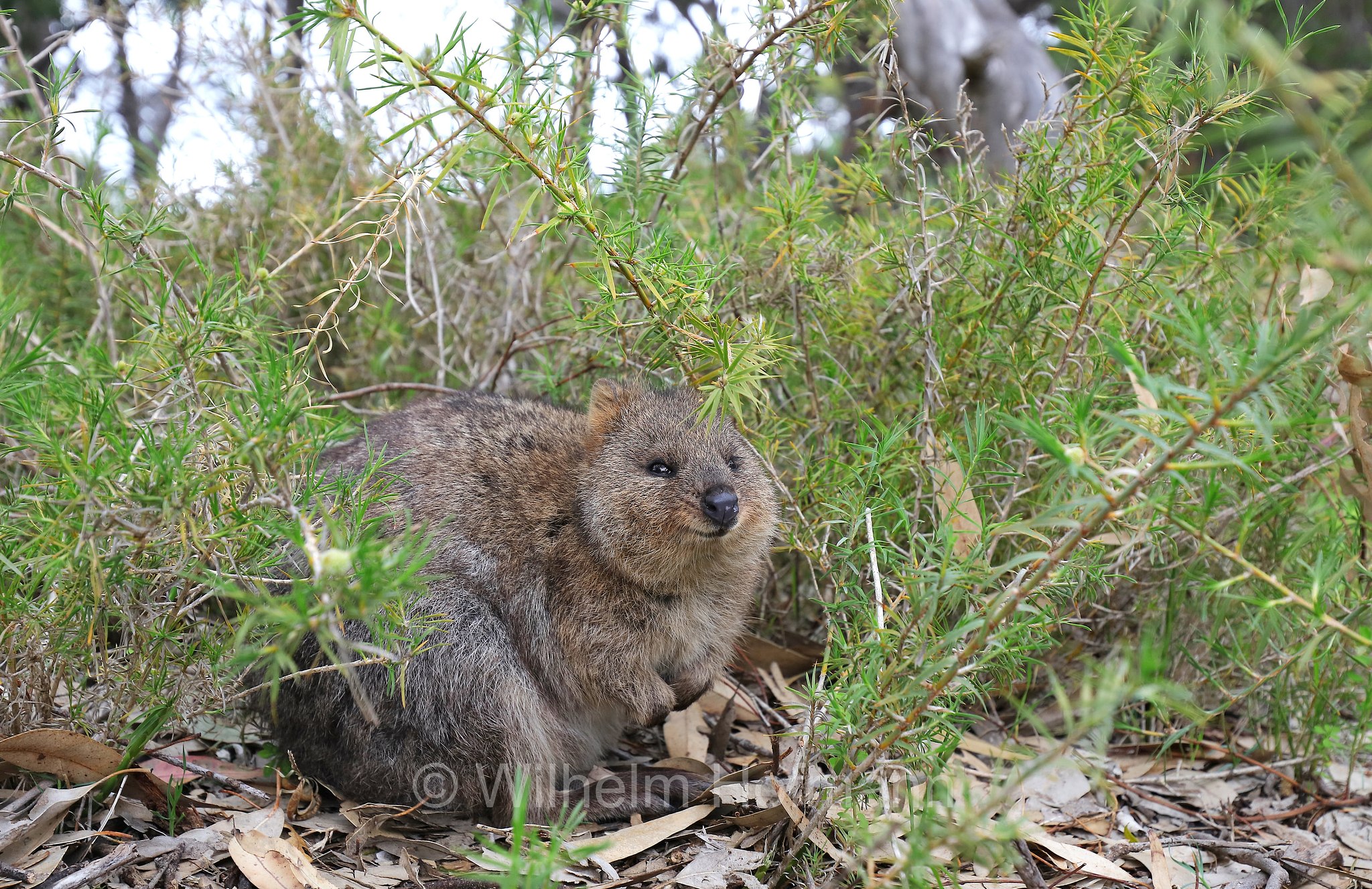 Setonix brachyurus, quokka, Quokka, Kurzschwanzkänguru, Rottnest Island, Rotto, Wadjemup, Isola Rottnest, Western Australia, Westaustralien, Australia Occidentale, Australia, Australien