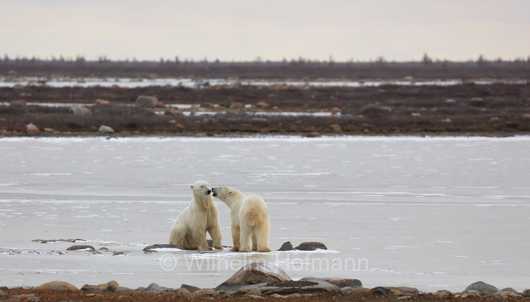 Ursus maritimus, polar bear, Eisbär, Polarbär, orso polare, orso bianco, Polar Bear Reserve, Churchill, Manitoba, Canada, Kanada