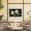 THE ONE - WILDLIFE & NATURE - "Nymphaea Angle" - LIMITED EDITION 5 of 5