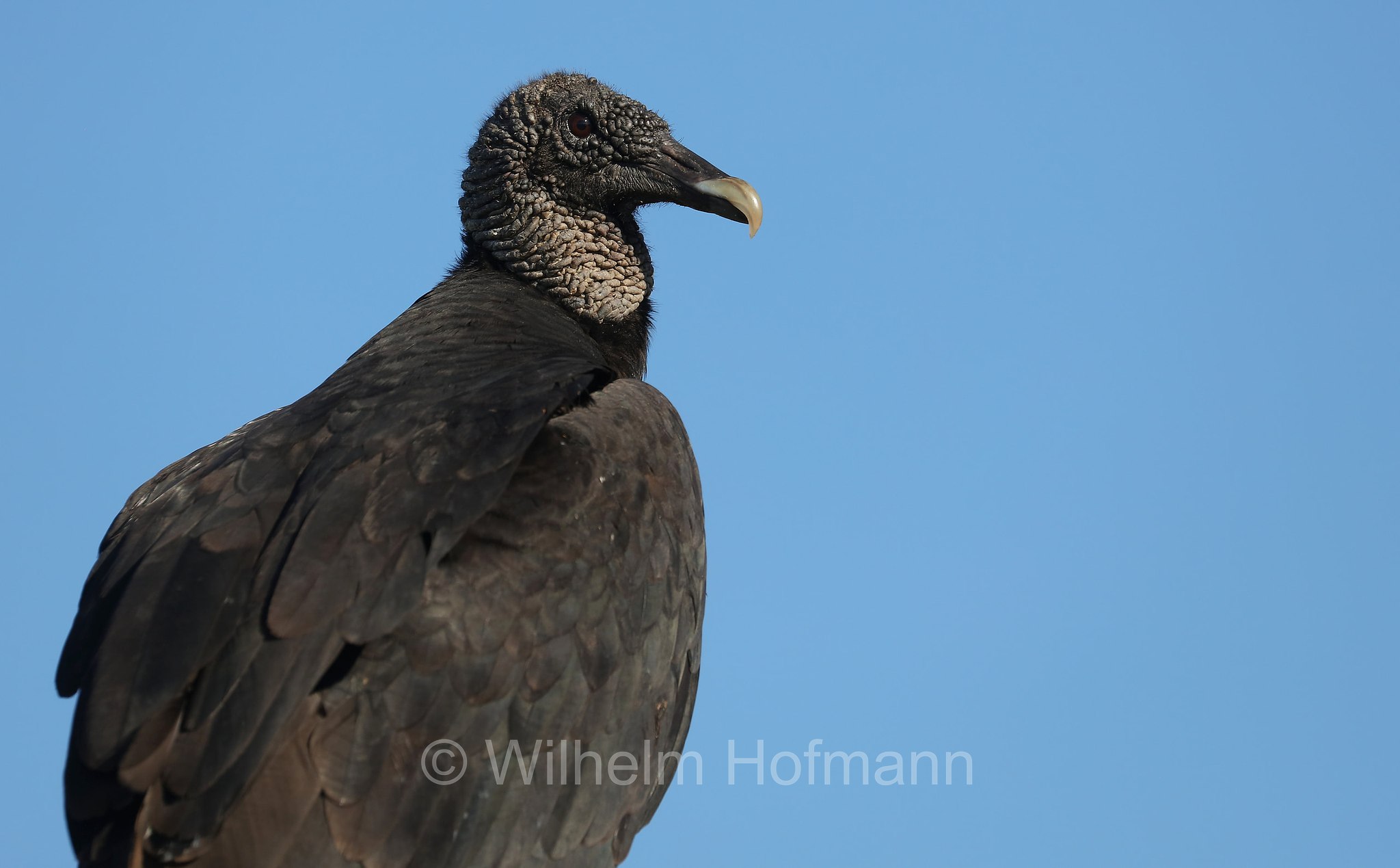 Coragyps atratus, black vulture, American black vulture, Mexican vulture, zopilote, urubu, gallinazo, Rabengeier, urubù, Flamingo Beach, Everglades National Park, Everglades-Nationalpark, Parco nazionale delle Everglades, Florida, USA
