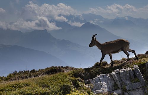 Auf der Niederhorn-Kette