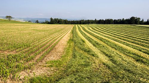 Maisfeld und Wiese