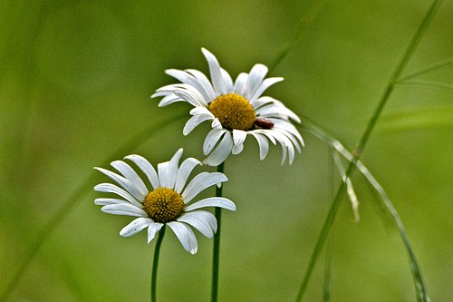 karikakrad