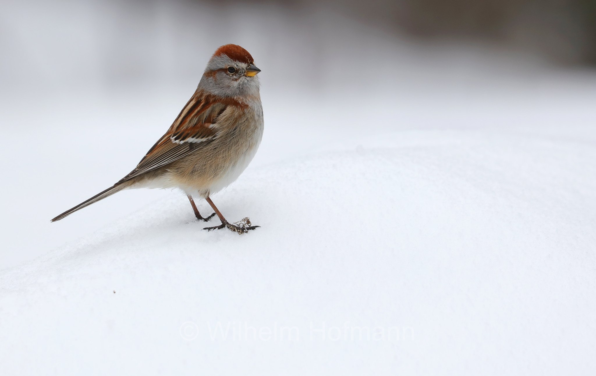 Spizelloides arborea, Spizella arborea, Passerella arborea, American tree sparrow, winter sparrow, Canada bunting, Baumammer, passero arboricolo americano, Costello Creek, Algonquin Provincial Park, Parco provinciale di Algonquin, Ontario, Canada, Kanada
