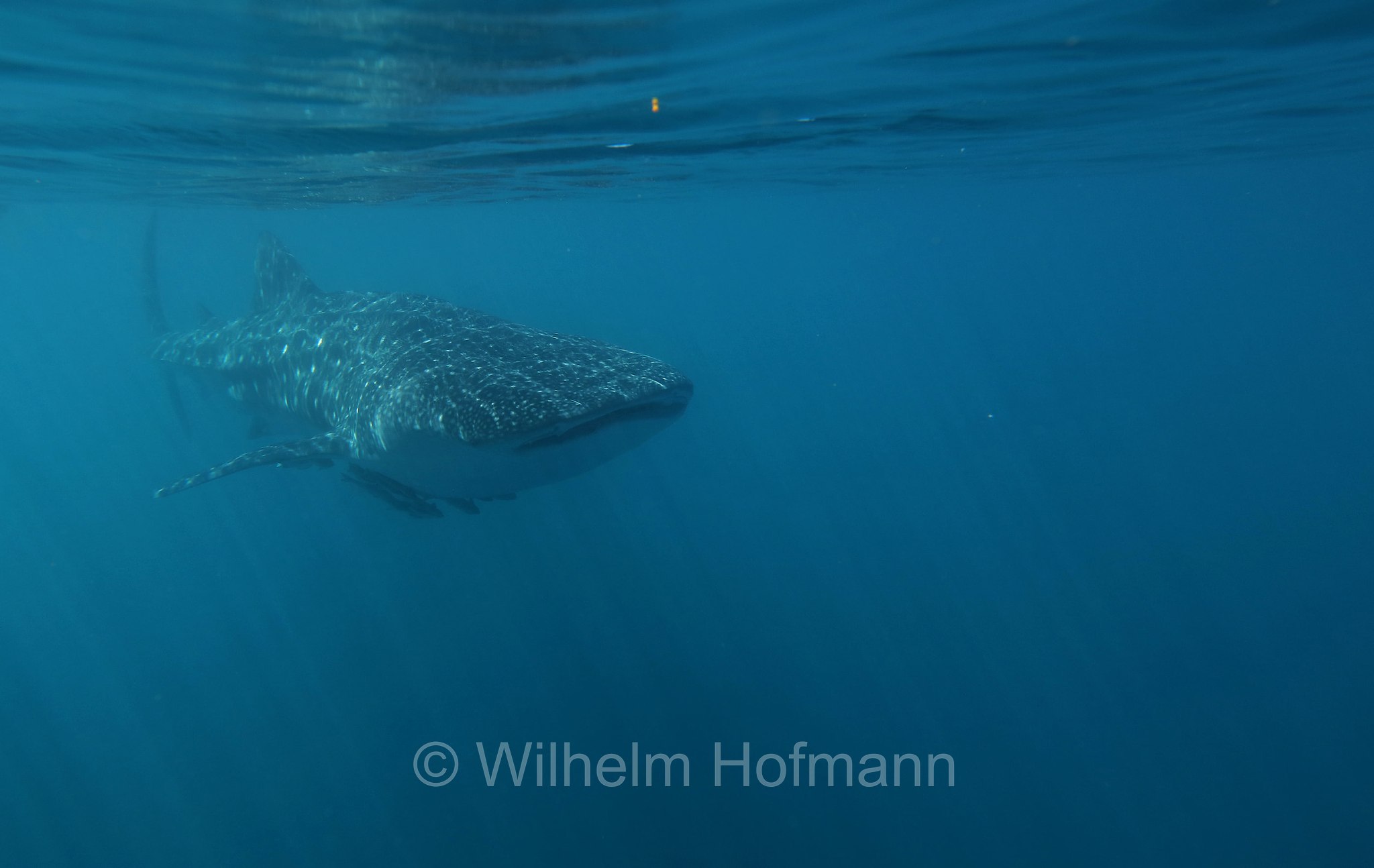 Whale Shark, Walhai, squalo balena, Rhincodon typus, Ningaloo Coast, Ningaloo Marine Park, Ningaloo Commonwealth Marine Reserve, Costa di Ningaloo, Western Australia, Westaustralien, Australia Occidentale, Australia, Australien