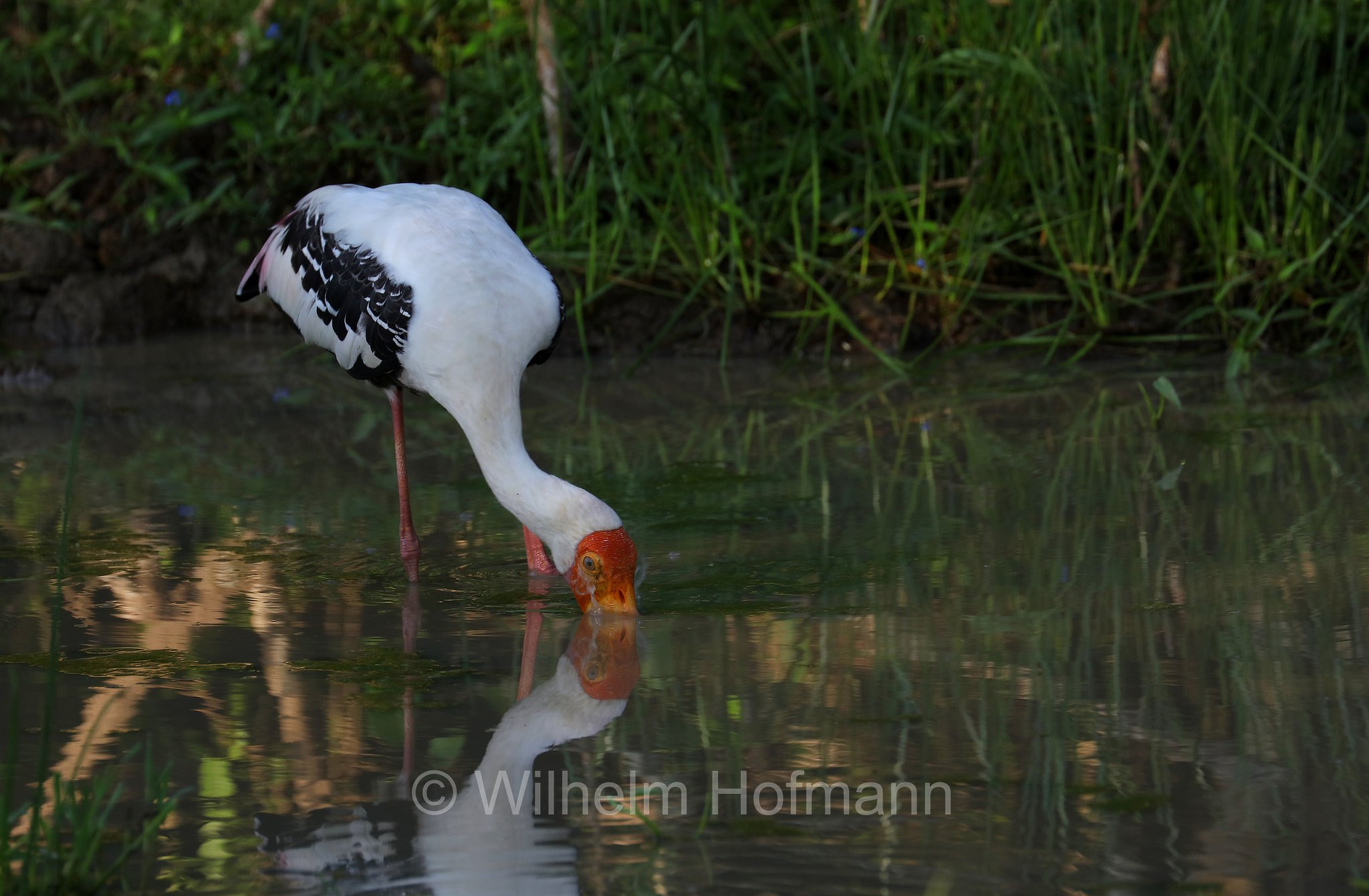 painted stork, Buntstorch, tantalo variopinto, Mycteria leucocephala, Sri Lanka, Yala National Park, Yala Nationalpark, Parco nazionale di Yala
