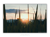 COLLECTION - GIANTS OF THE LAND HORIZONTAL - "Sun Burst" - LIMITED EDITION 10 of 10