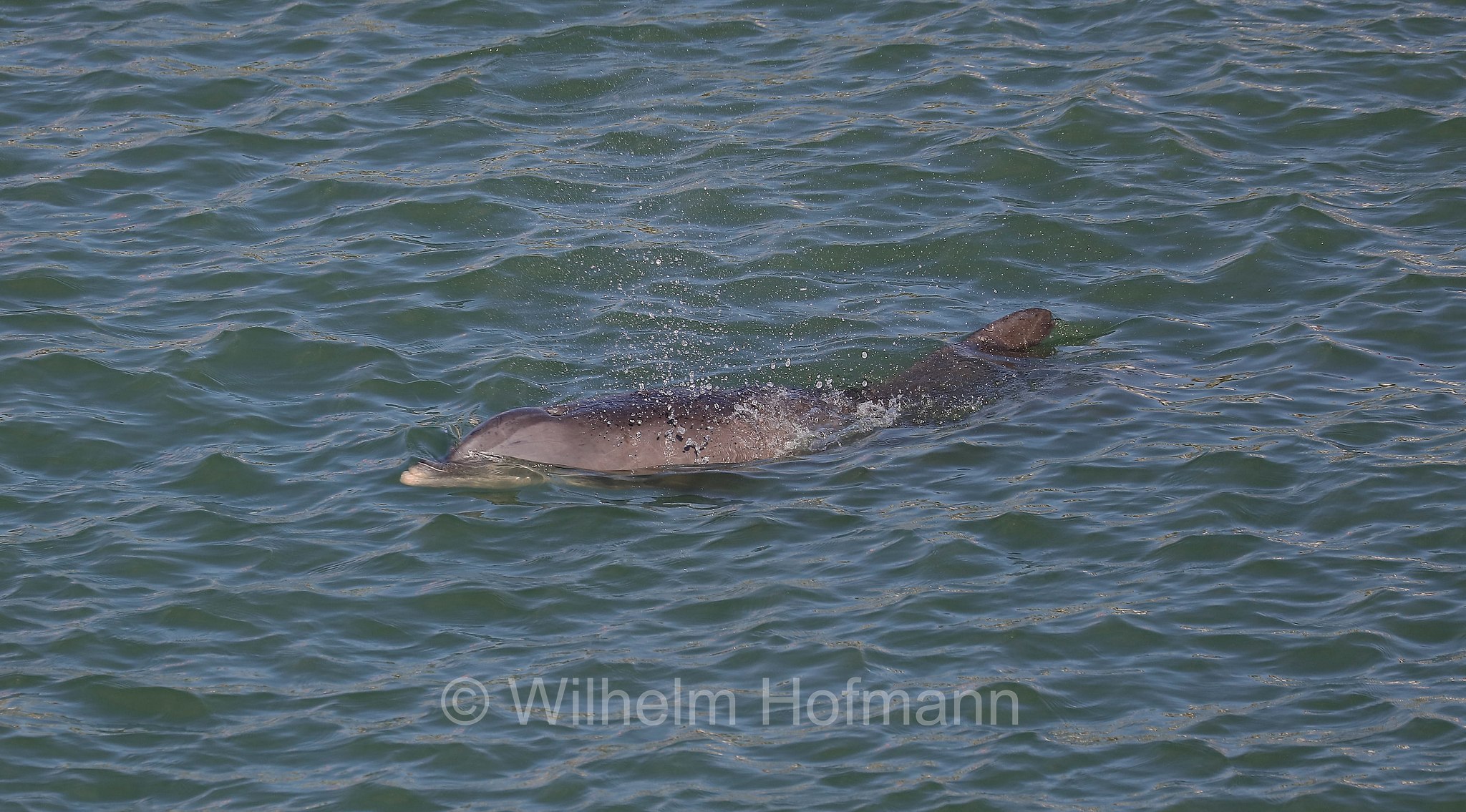 Tursiops truncatus, common bottlenose dolphin, Atlantic bottlenose dolphin, Großer Tümmler, Gewöhnlicher Großer Tümmler, tursìope comune, John's Pass, Florida, USA