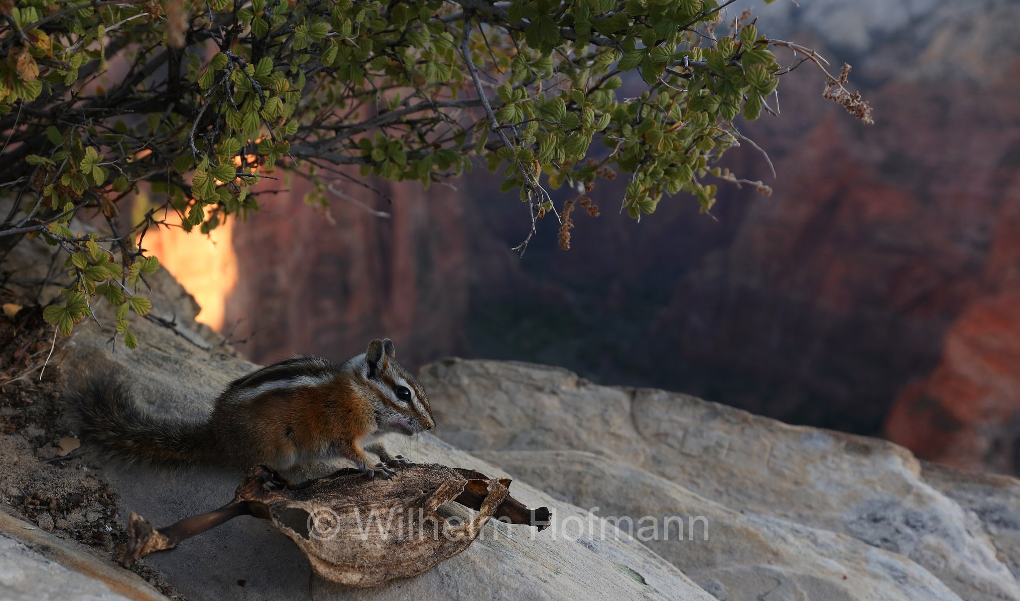 Neotamias umbrinus adsitus, Uinta chipmunk, hidden forest chipmunk, Uinta-Streifenhörnchen, scoiattolo dello Uinta, Top of Angel's Landing, Zion National Park, Zion-Nationalpark, Parco nazionale di Zion, Utah, USA