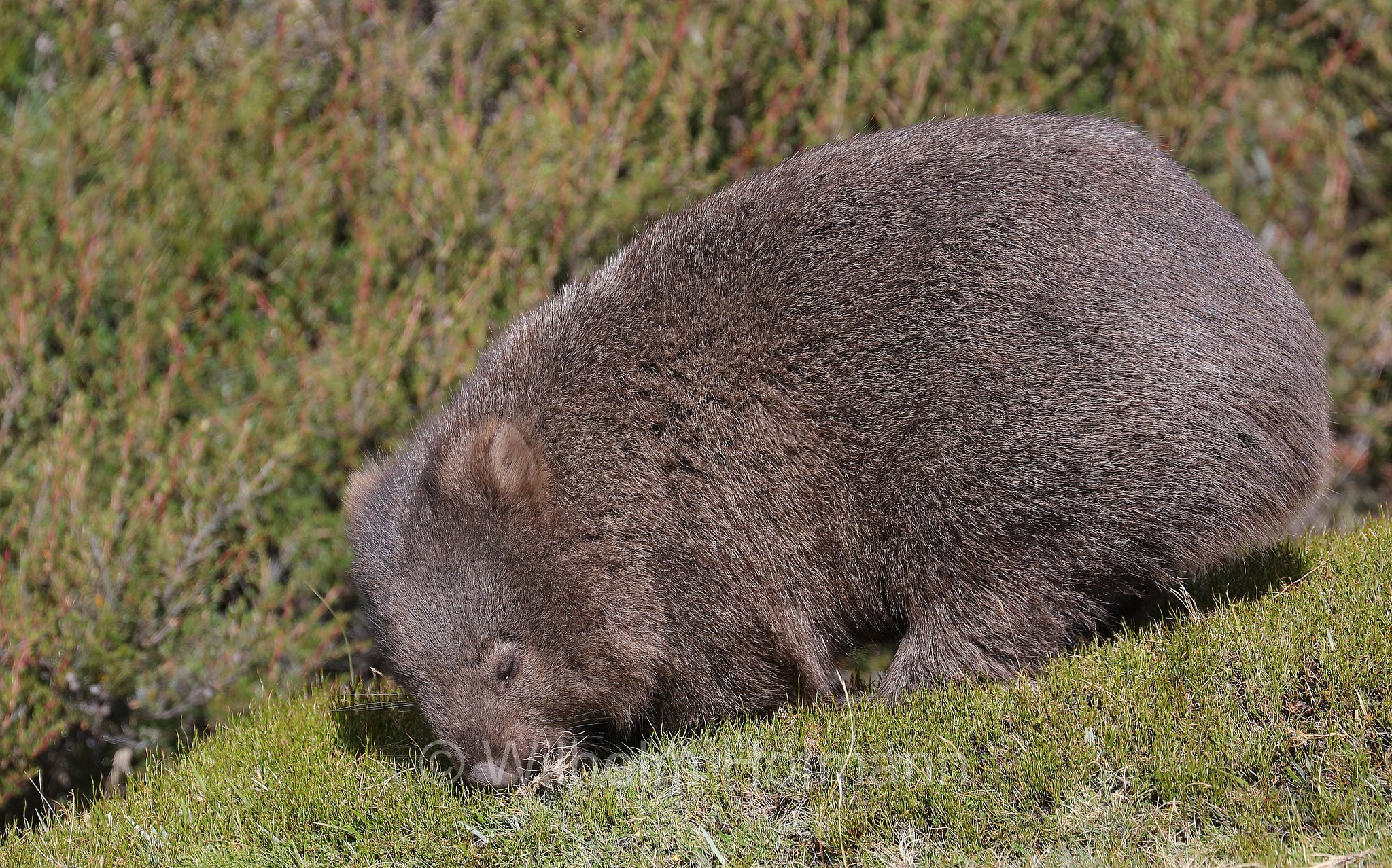 common wombat, bare-nosed wombat, Nacktnasenwombat, vombato comune, vombato dal pelo ruvido, Vombatus ursinus, Ronny Creek, Cradle Mountain National Park, Cradle Mountain-Lake St Clair National Park, Cradle-Mountain-Lake-St.-Clair-Nationalpark, Parco nazionale del monte Cradle-lago St Clair, Tasmania, Tasmanien, Australia, Australien