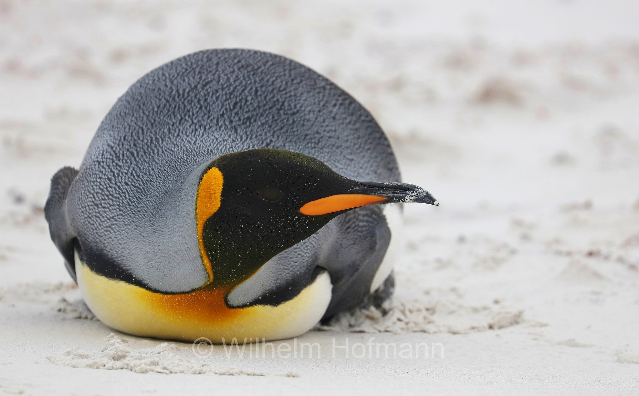 king penguin, Königspinguin, pinguino reale, Aptenodytes patagonicus, Volunteer Point, East Falkland, Ostfalkland, Falkland Orientale, Isla Soledad, Falkland Islands, Falklandinseln, Isole Falkland