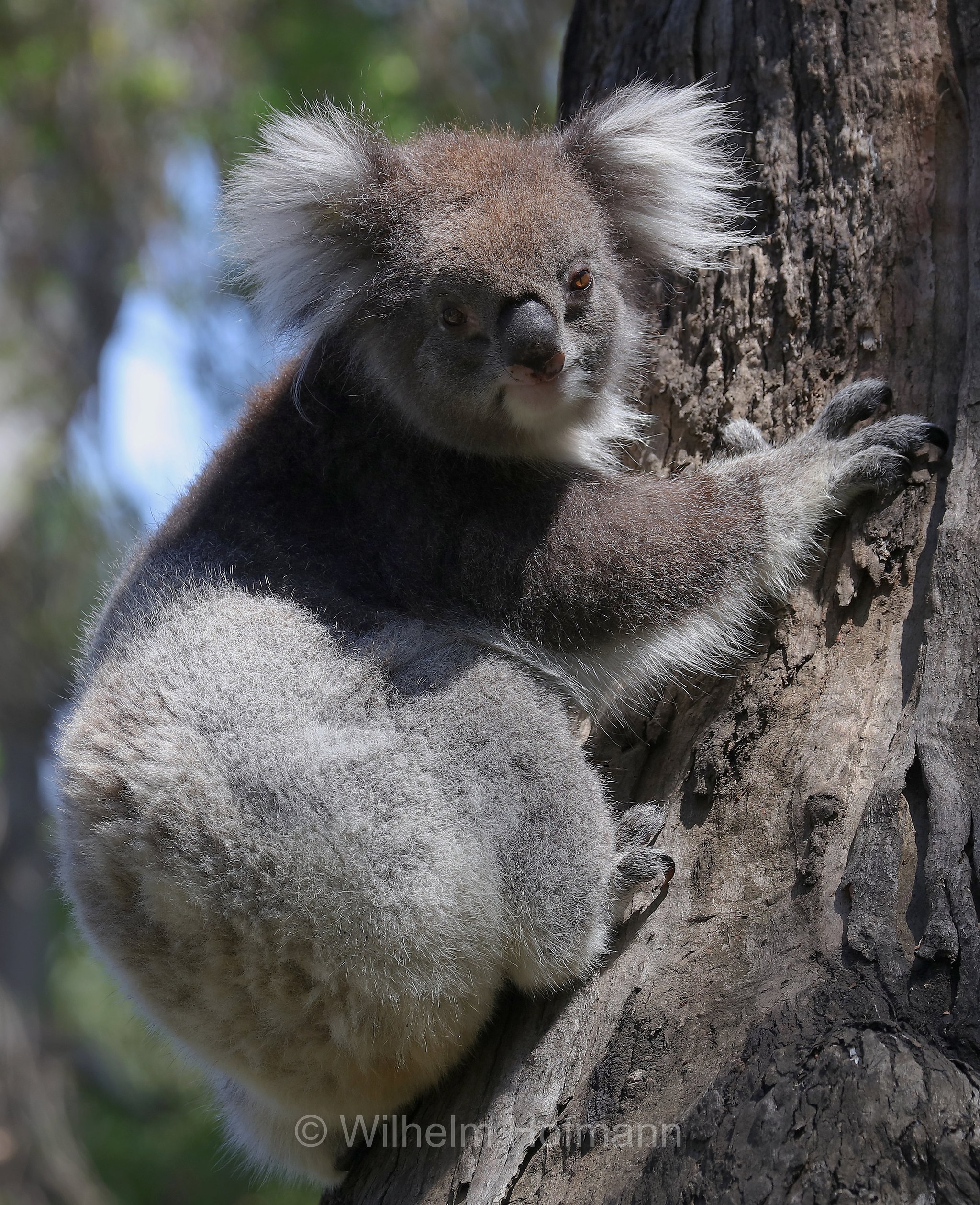 koala, Koala, Koalabär, Beutelbär, Manna Gum Drive, Great Otway National Park, Great-Otway-Nationalpark, parco nazionale Great Otway, Victoria, Australia, Australien