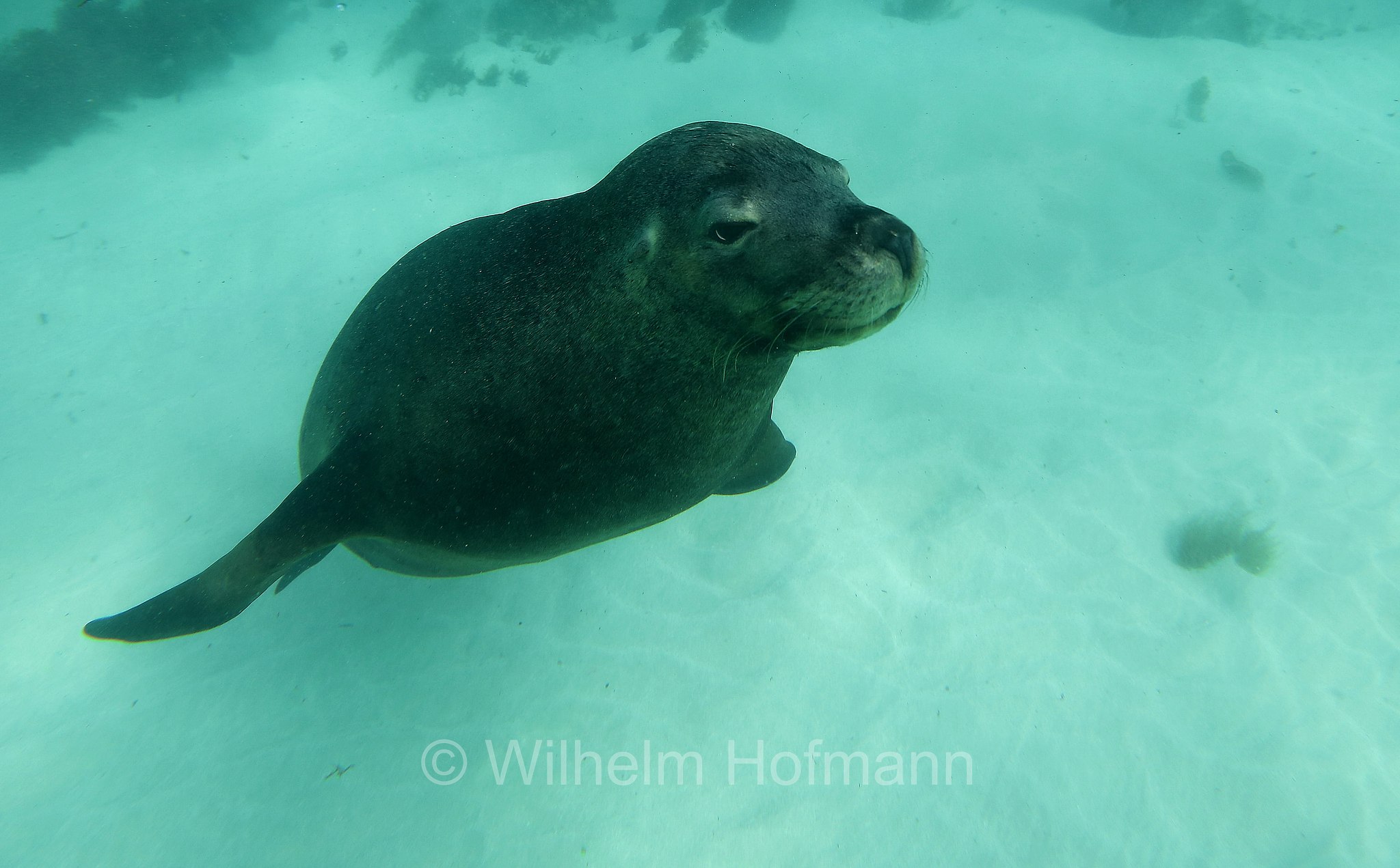 Australian sea lion, Australian sea-lion, Australian sealion, Australischer Seelöwe, leone marino australiano, Neophoca cinerea, Jurien Bay Marine Park, Western Australia, Westaustralien, Australia Occidentale, Australia, Australien
