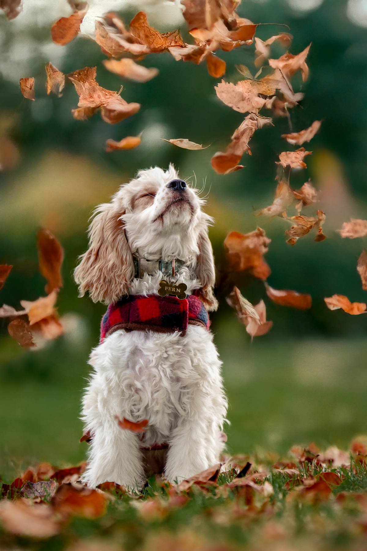 Cocker Spaniel at the park on a autumn day playing in the leaves.