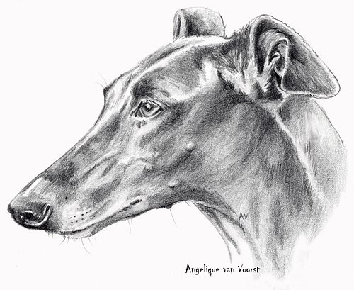 Realistic black and white pencil and ink portrait of a Galgo Español in profile, looking left