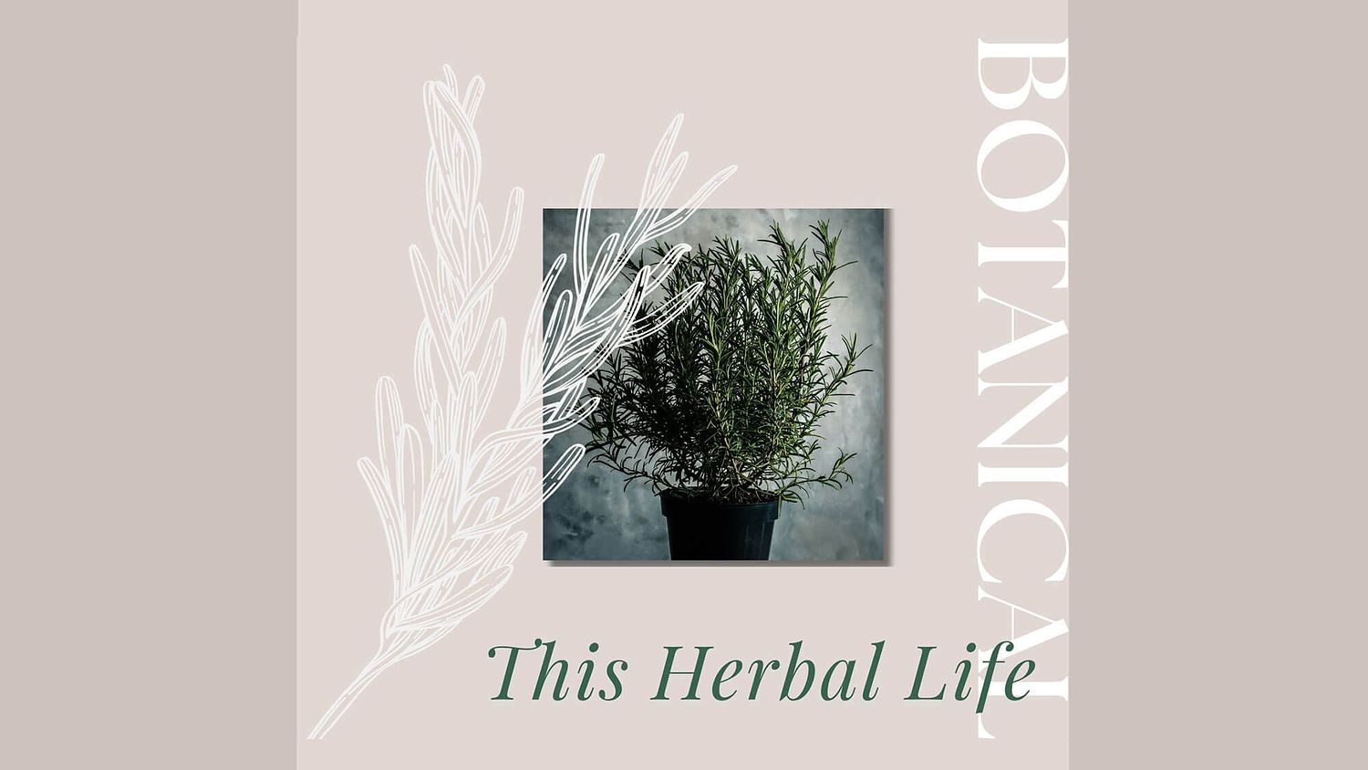 hand illustrated canva template for herbal medicine