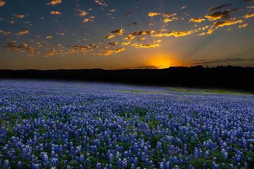 A stunning sunrise over a vast, dew-covered field of bluebonnets at Muleshoe Bend.