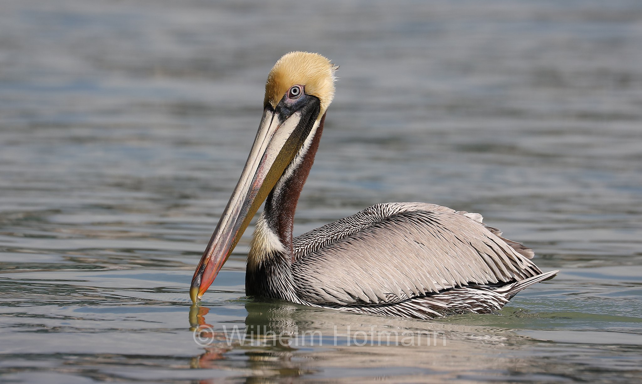 Pelecanus occidentalis carolinensis, brown pelican, Braunpelikan, Brauner Pelikan, Meerespelikan, pellicano bruno orientale, John's Pass, Hubbard's Marina, Florida, USA