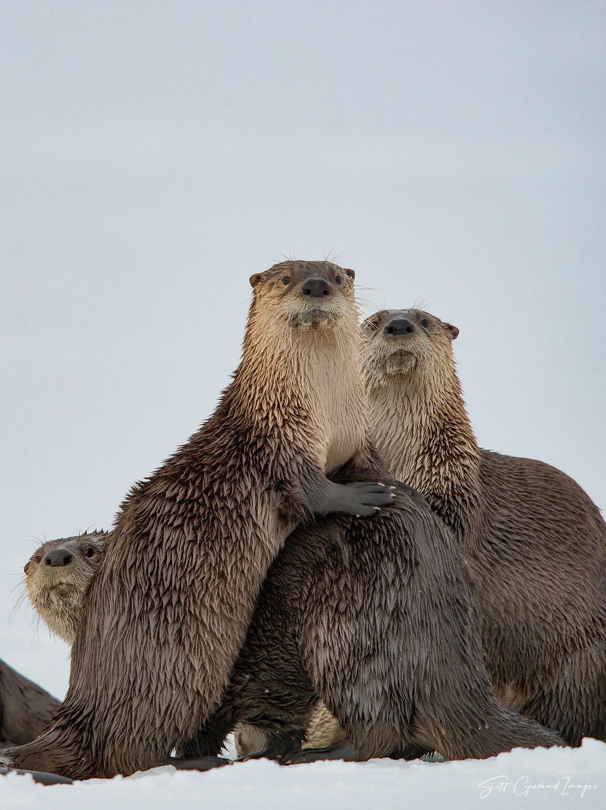 Get off my Back