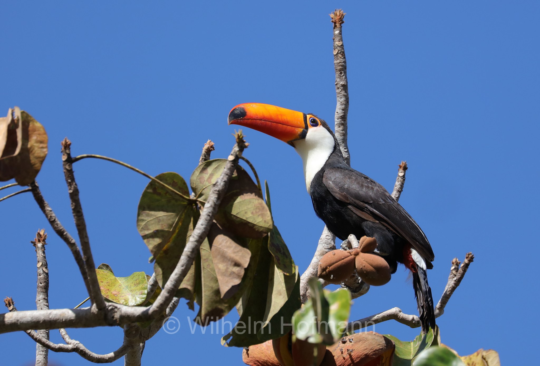 toco toucan, Riesentukan, tucano toco, Ramphastos toco, Pantanal, Mato Grosso, Brazil, Brasil, Brasile, Brasilien