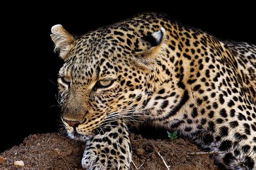 Léopard en chasse au Kenya