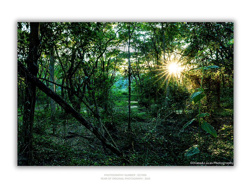 THE ONE - WILDLIFE & NATURE - "Jungle Light" - LIMITED EDITION 5 of 5