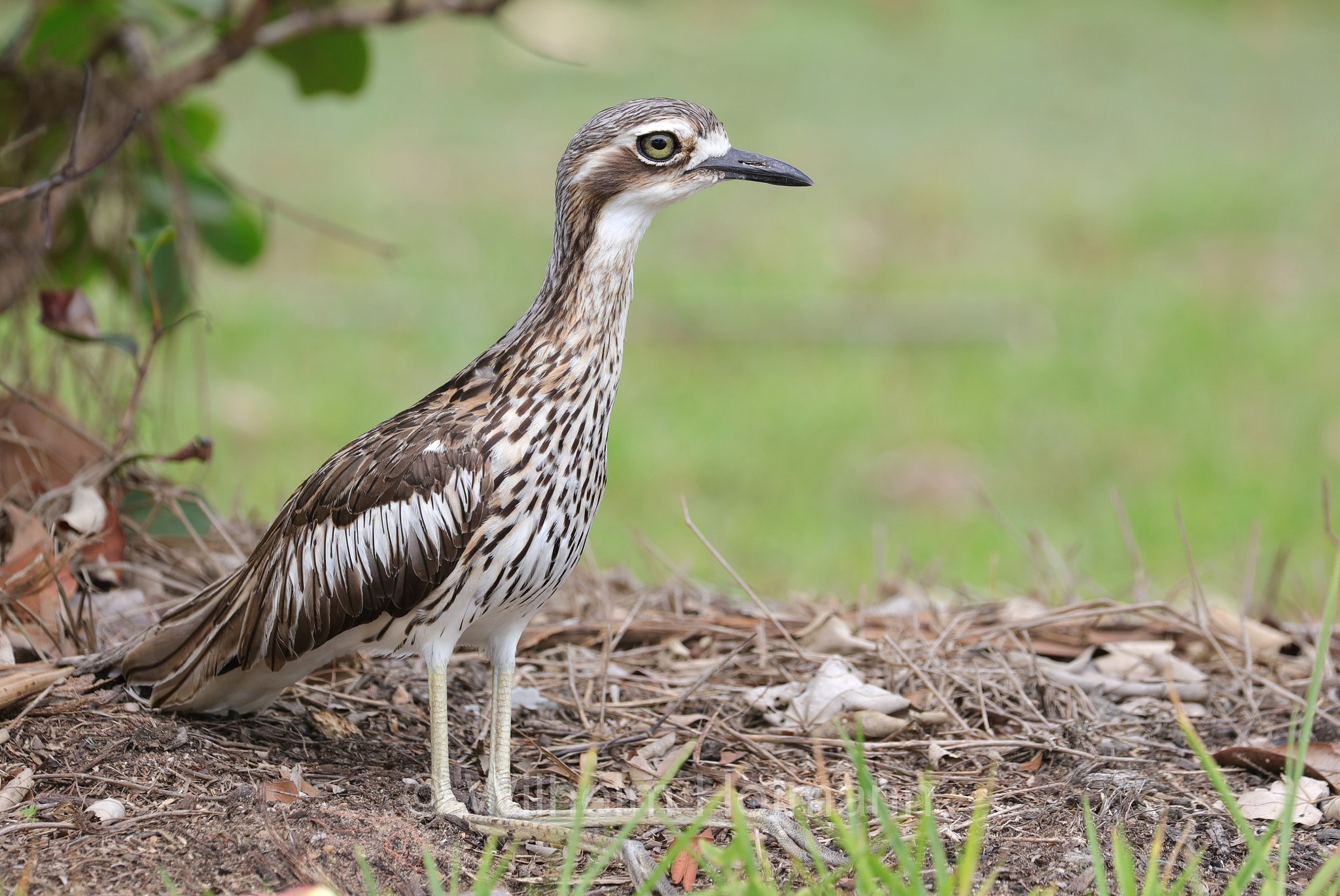 Burhinus grallarius, bush stone-curlew, bush thick-knee, Langschwanztriel, Australischer Triel, occhione Willaroo, occhione del bush, Tully Heads Park, Googarra Beach, Queensland, Australia, Australien